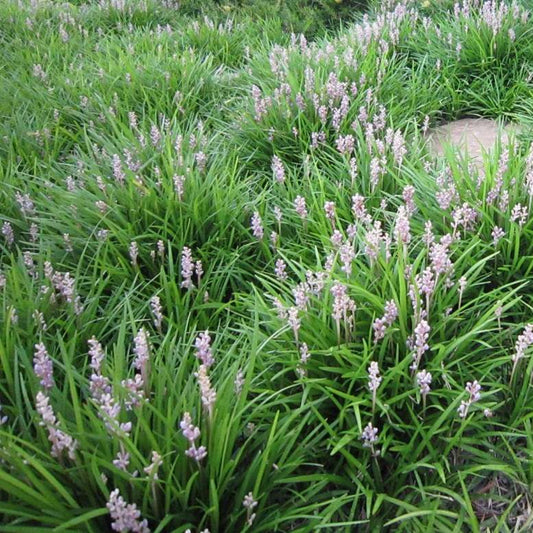 Liriope muscari Isabella dwarf hardy perennial