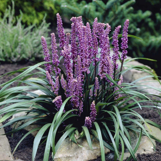 Blooming Royal Purple Liriope Muscari plant