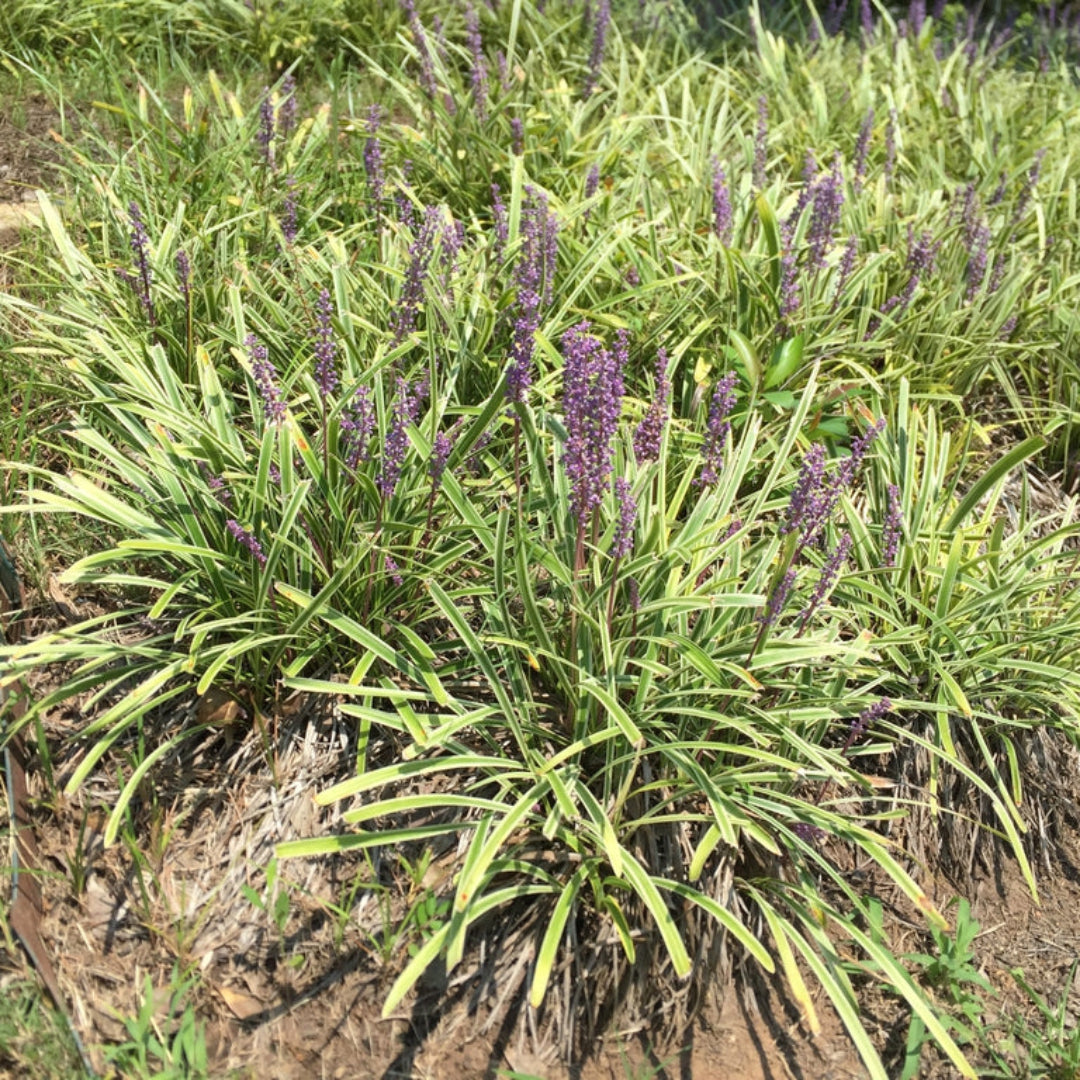Liriope Spicata "Creeping Lily Turf"