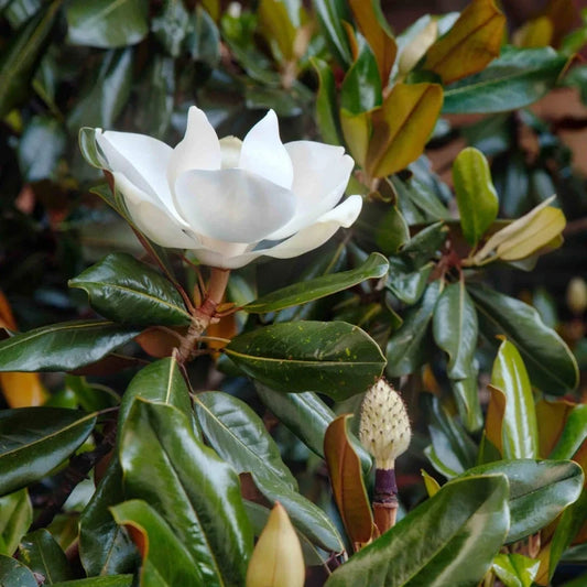 Compact Little Gem Magnolia for small gardens