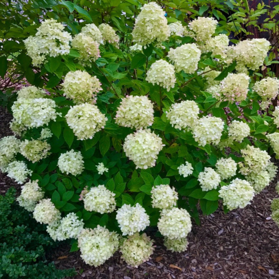 Limelight Hydrangea in Full Bloom Perfect for Garden Beds