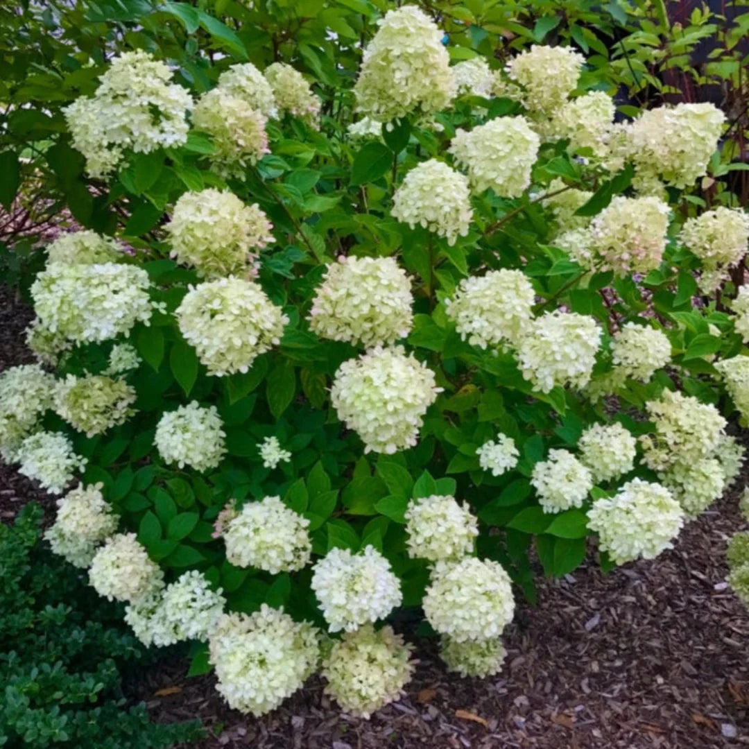Large Limelight Hydrangea Shrub for Summer Landscapes