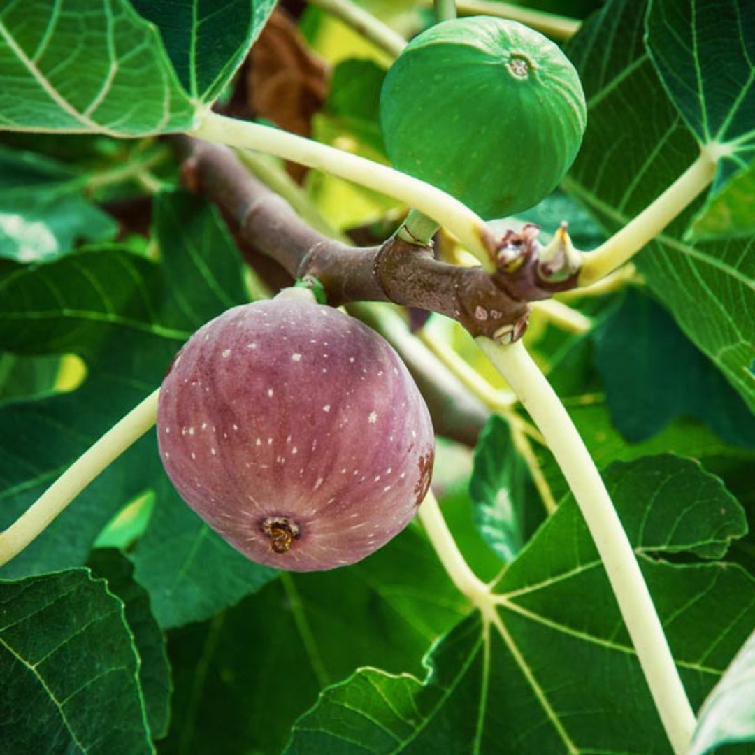 Little Miss Figgy Dwarf Fig Plant showing ripe purple figs ready for harvest