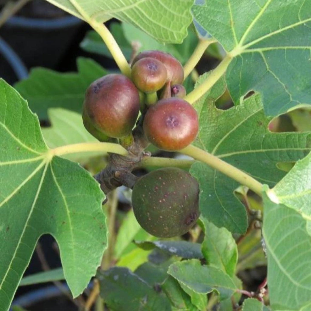 Healthy Dwarf Fig Plant Little Miss Figgy perfect for patios and small gardens