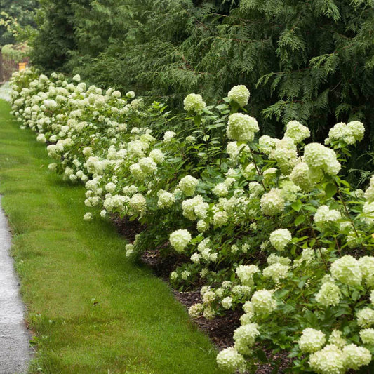 Little Lime Hydrangea – Compact Panicle Hydrangea | Lime to Pink Blooms | Zones 3–8 live plant for landscaping and home gardens