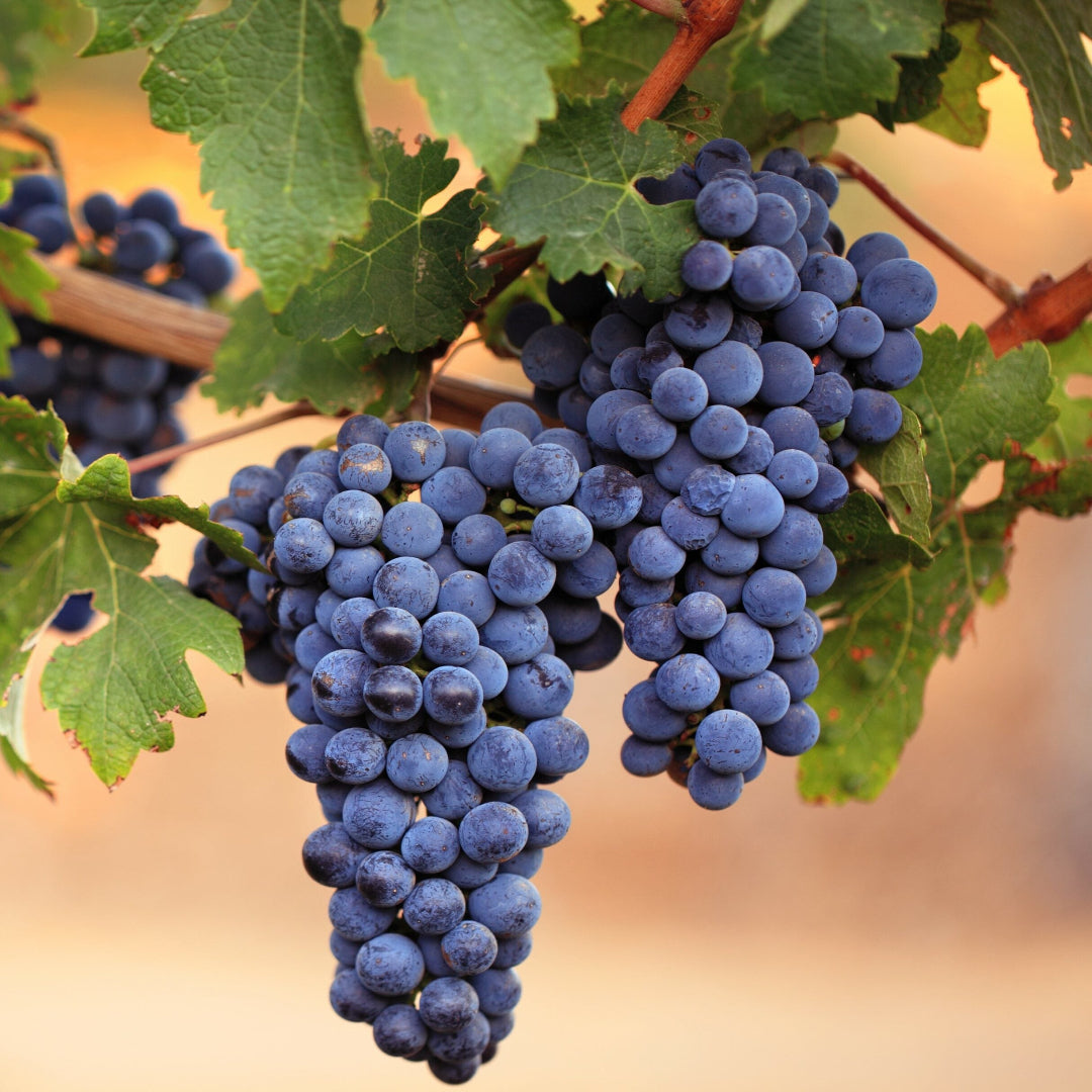 Chambourcin grape vine plant producing clusters of purple wine grapes in growing season