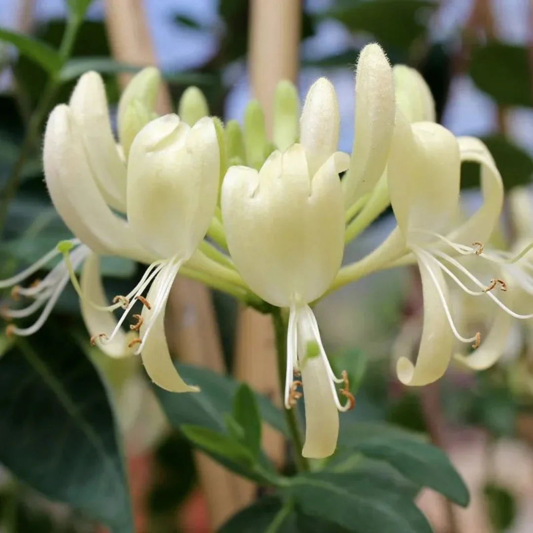 Scentsation honeysuckle vine