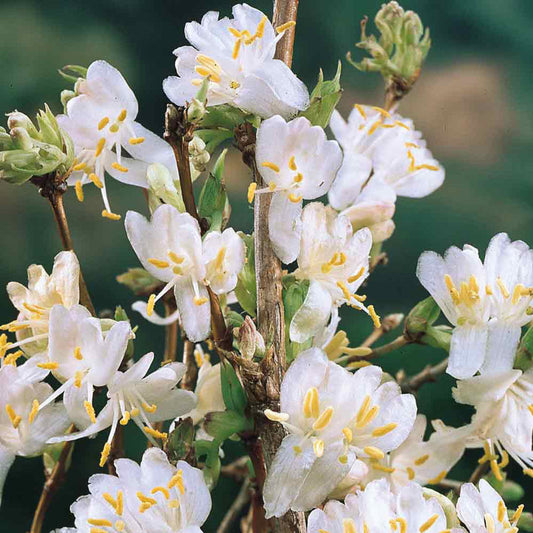 Winter Beauty honeysuckle