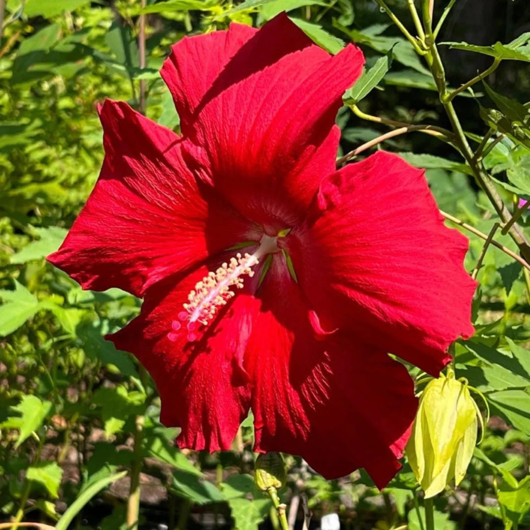 Lord Baltimore Hibiscus plant with large bright red blooms