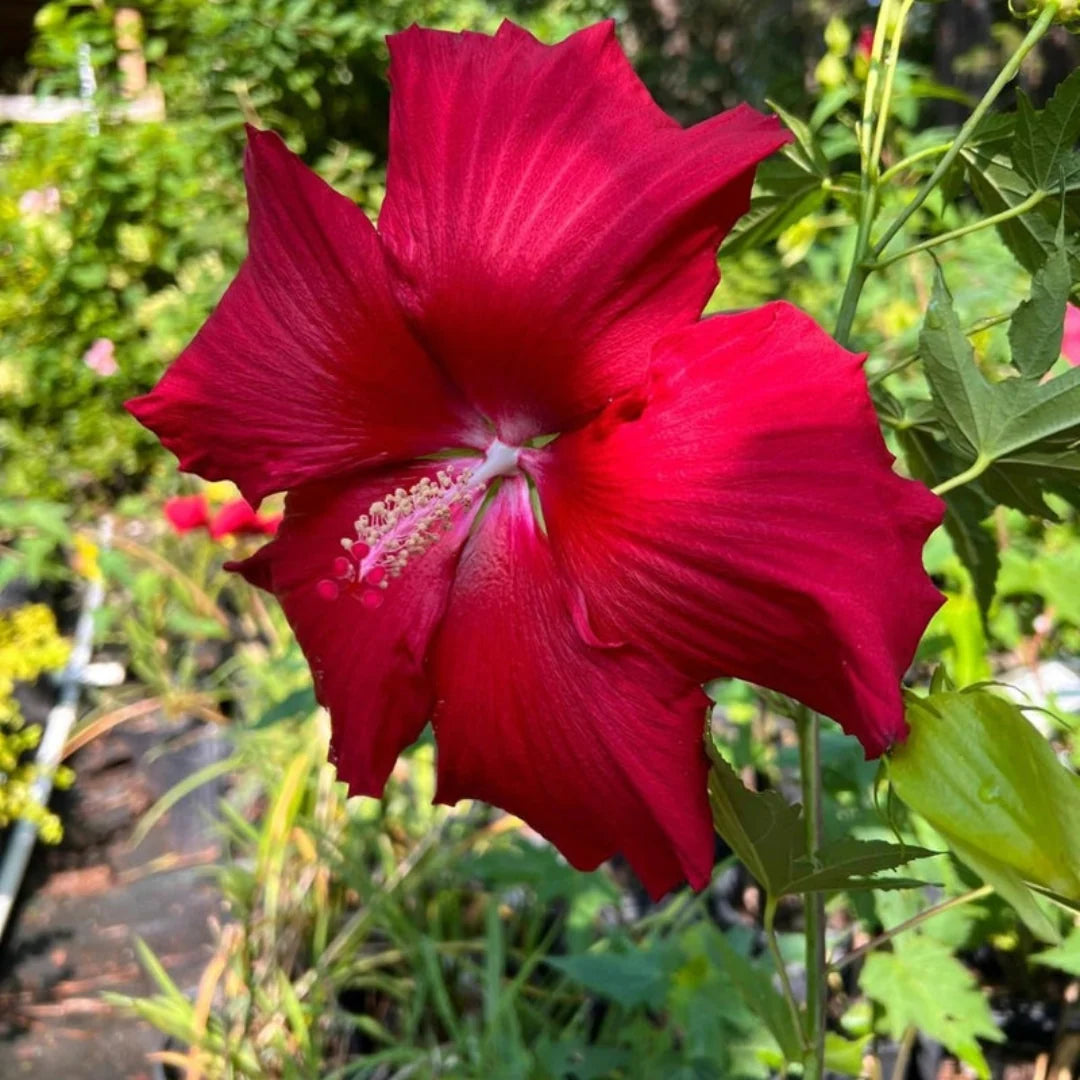 Lord Baltimore Hibiscus shrub with multiple red hibiscus flowers in bloom