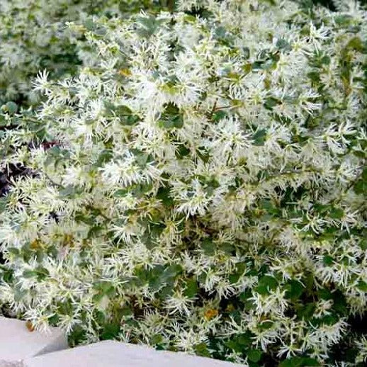 Emerald Snow Loropetalum Plant – flowering shrub
