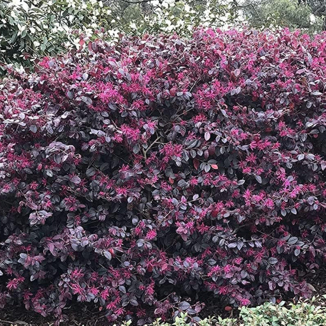 Loropetalum chinense Plum Delight ornamental shrub with colorful pink blossoms