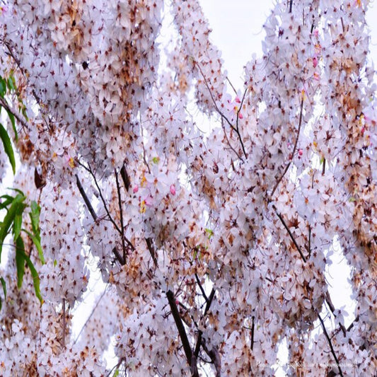 Low Angle View of White Weeping Cherry Blossoms on Flowering Branches