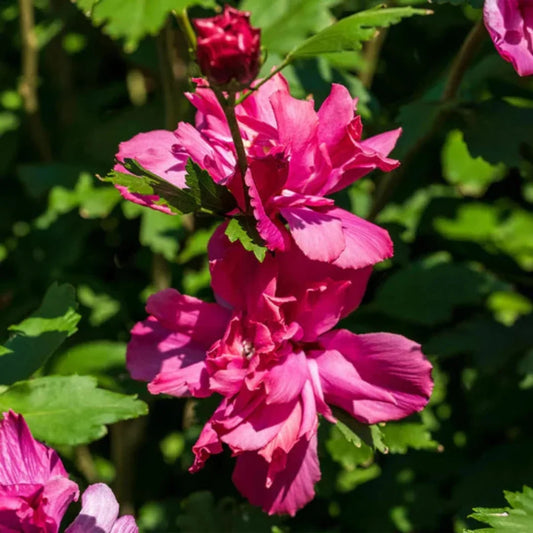 Lucy Althea Double Rosy Red Rose of Sharon tree in full bloom – colorful summer flowering tree