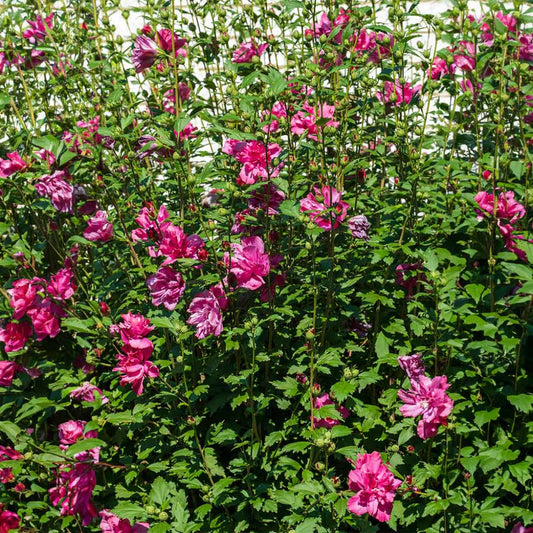 Lucy Althea Rose of Sharon Flowering Shrub in Summer Bloom