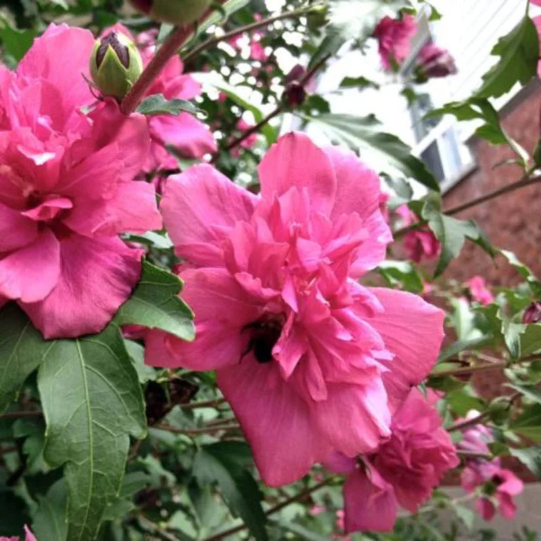 Lucy Althea Rose of Sharon tree with double rosy-red flowers – hardy flowering Althea shrub