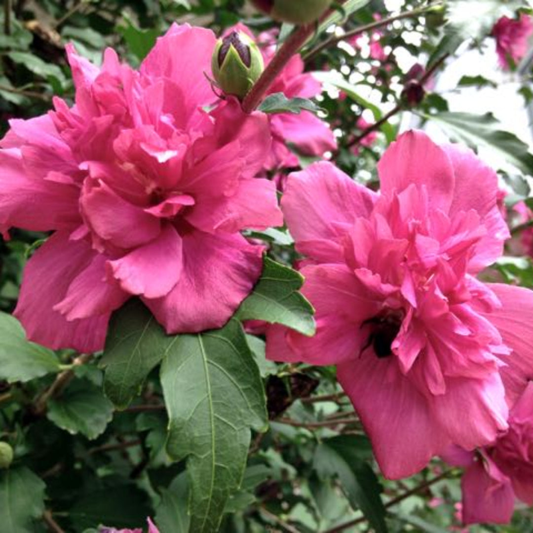 Lucy Althea Double Rosy Red Tree full view