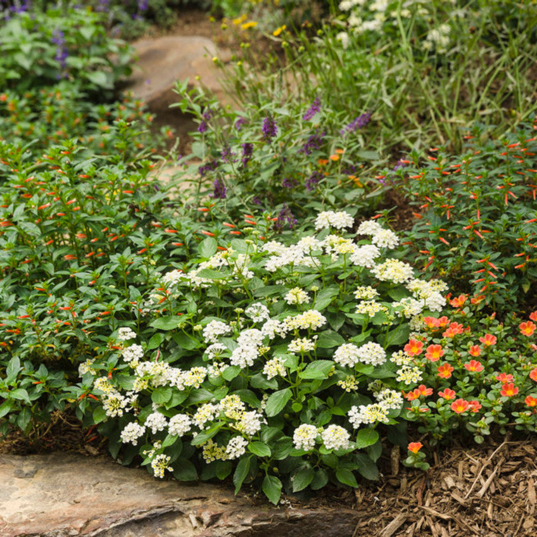 homeandgardensforless.com