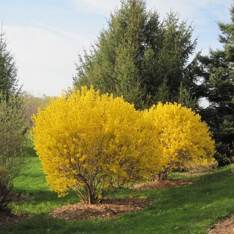 New Hampshire Gold Forsythia ( Spring pre-Order ) - 2 Gallon – flowering shrub