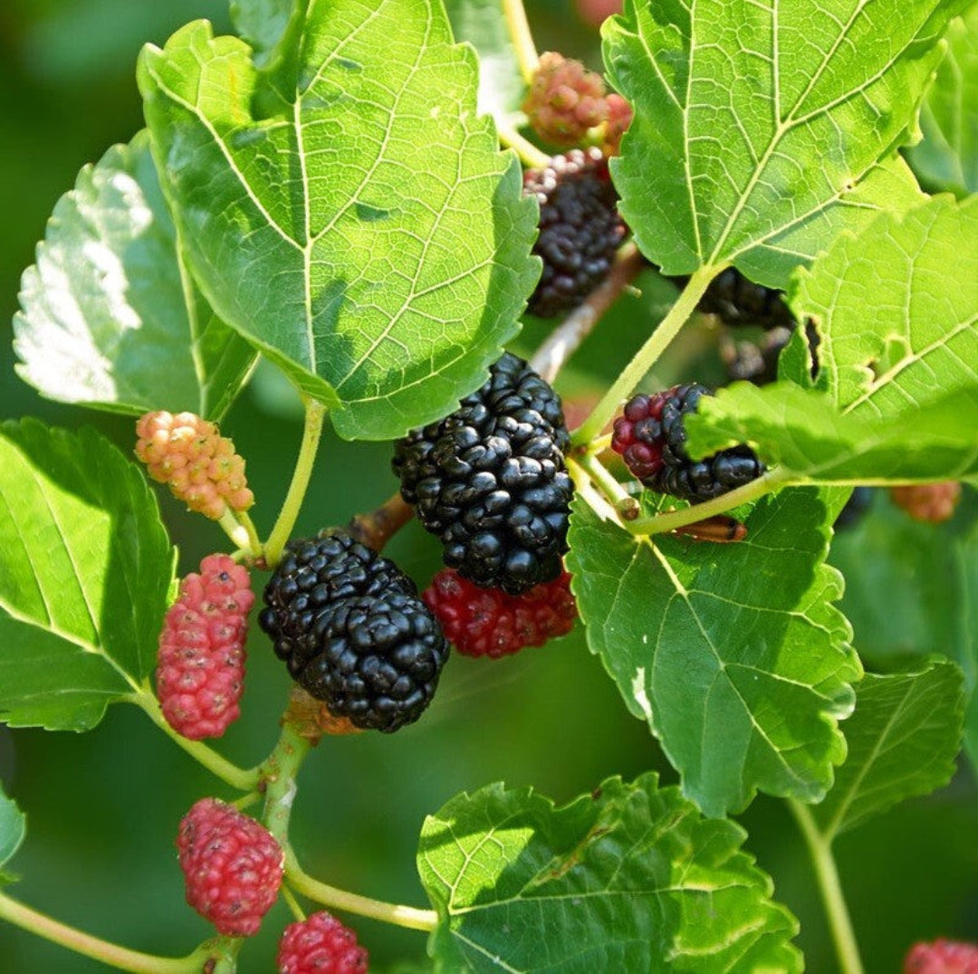 Dwarf Everbearing Mulberry Tree with fresh green leaves in a nursery pot