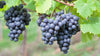 Grapes Plants
