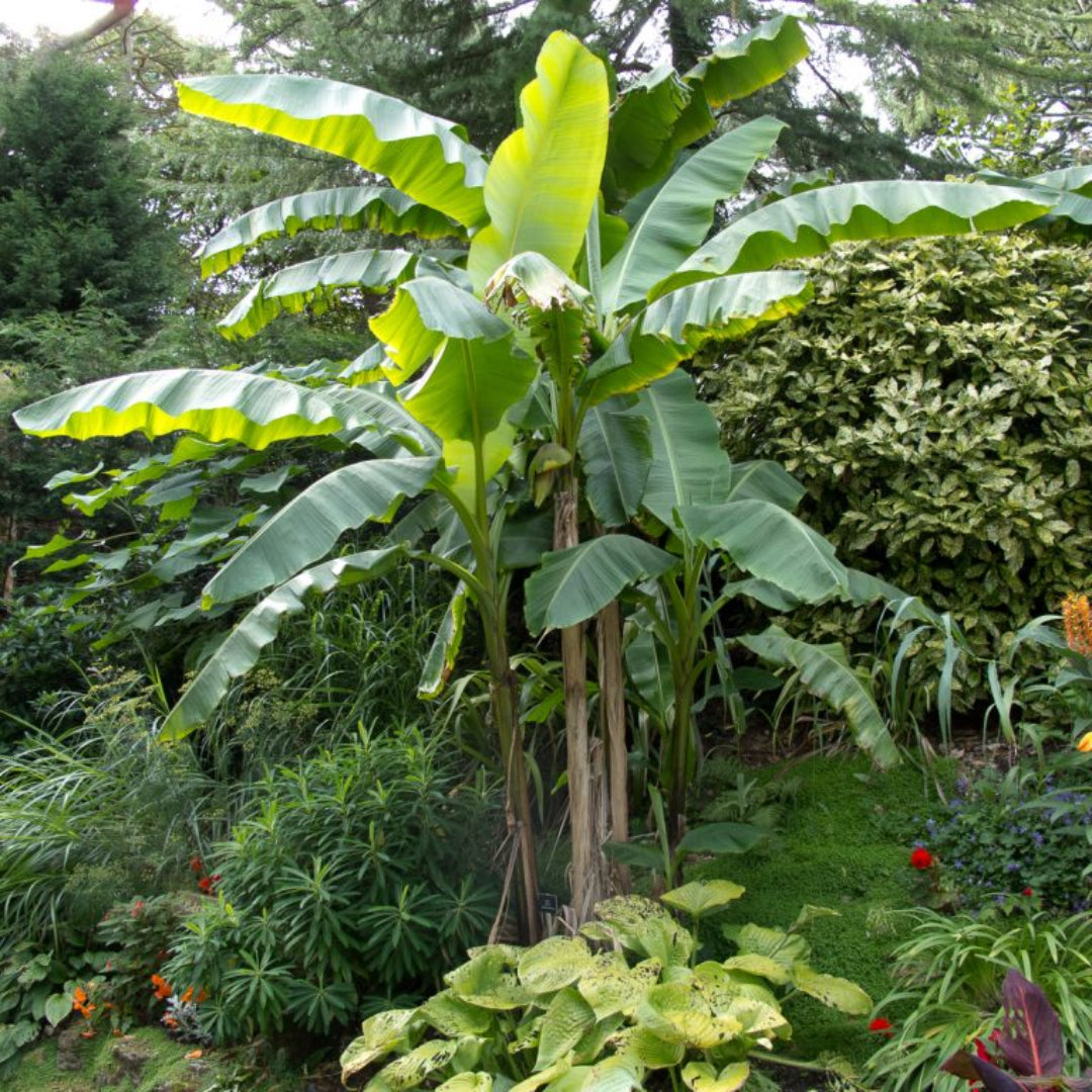 Banana plant ready for shipping in nursery pot