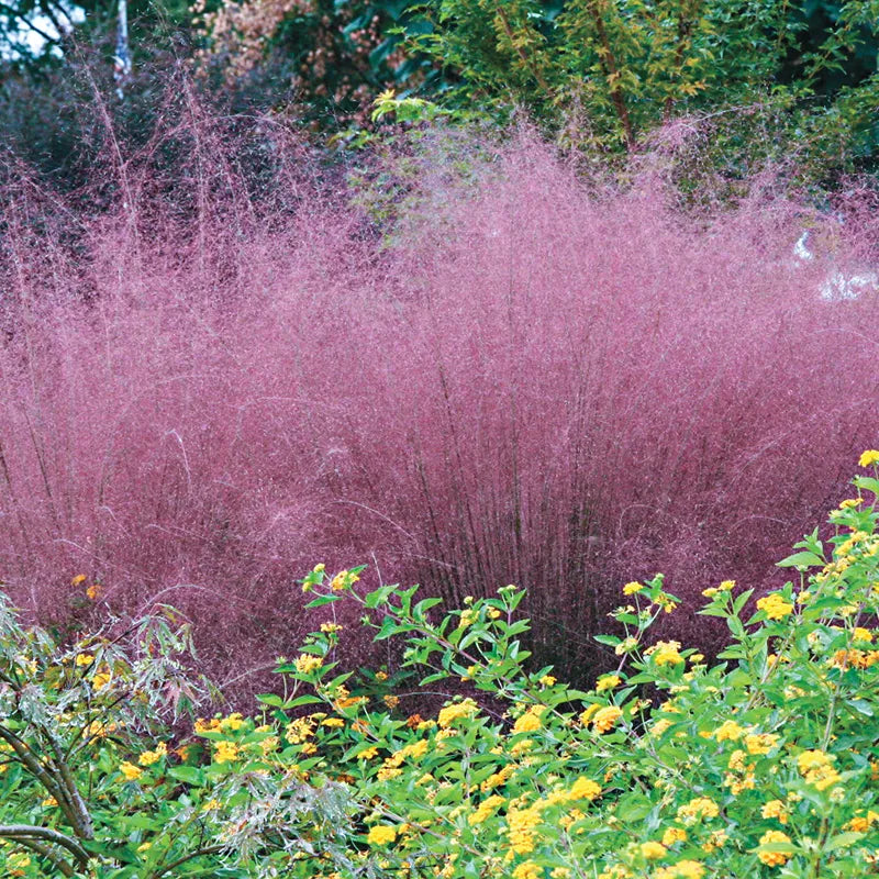 Purple Muhly Grass – Cloud-Like Pink-Purple Plumes | Zones 5–11 live plant for landscaping and home gardens
