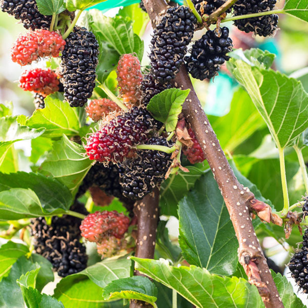 Closeup of Dwarf Mulberry plant showing healthy branching and foliage