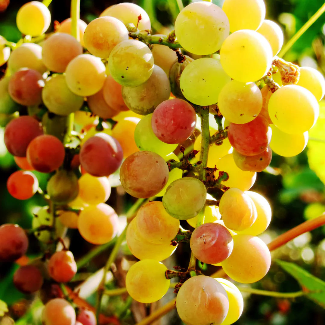 Muscadine grape vine size chart and container guide