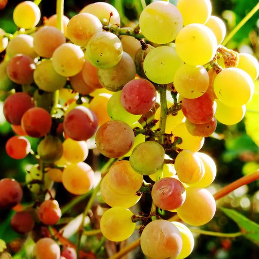 Muscadine grape vine size chart and container guide
