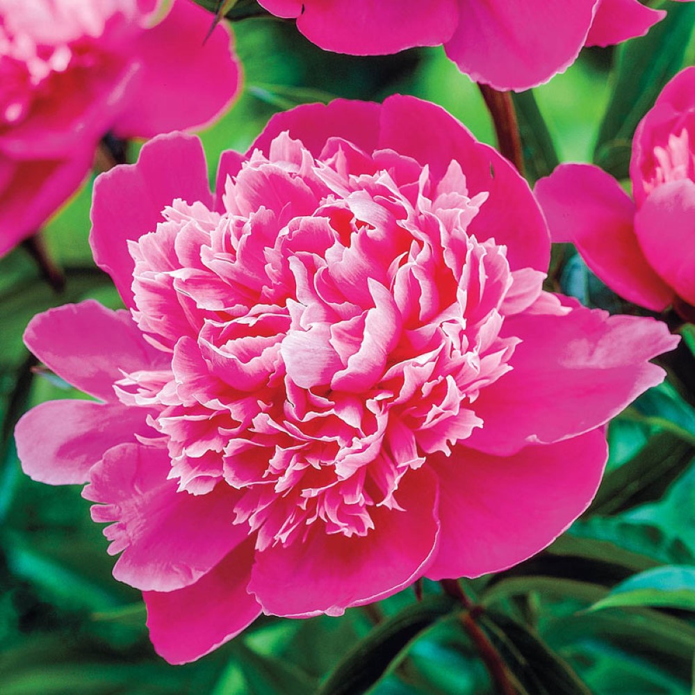 Madame Emile Debatene Double Peony – flowering plant