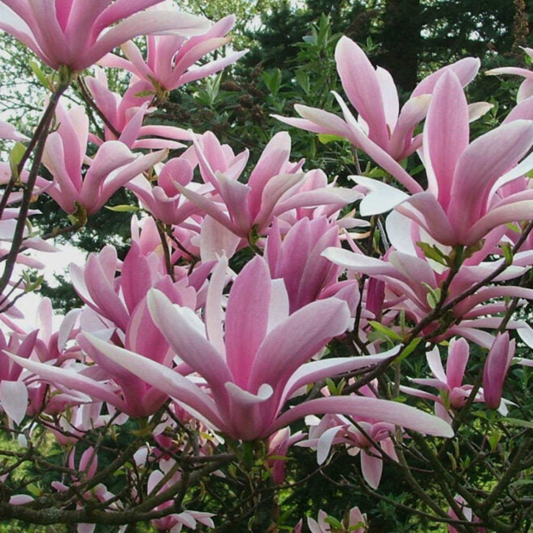 Betty Magnolia Tree compact flowering tree landscape