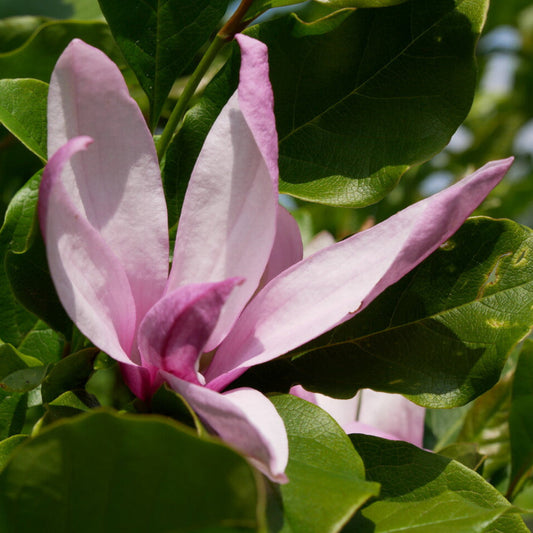 Betty Magnolia Tree purple pink spring bloomsBetty Magnolia Tree purple pink spring blooms