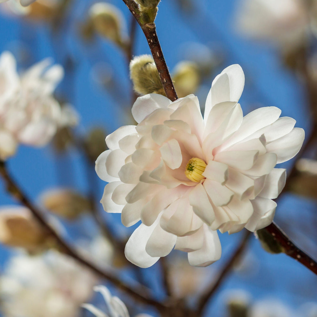 Blooming Centennial magnolia tree showing soft white spring flowers outdoors