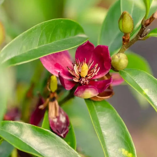Stellar Ruby Magnolia