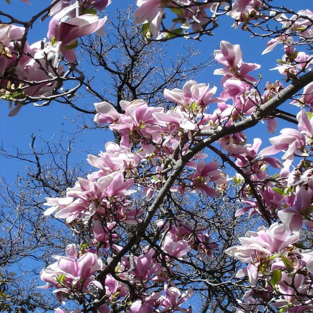 Mature Saucer Magnolia tree with wide, tulip-shaped pink blossoms in full bloom