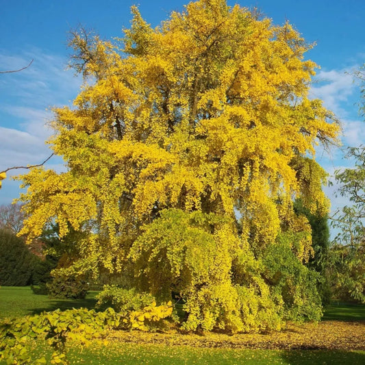 Medicinal Ginkgo seeds – Ginkgo biloba uses