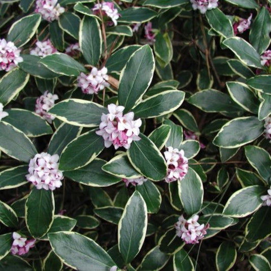 Daphne odora pink shrub with fragrant blooms