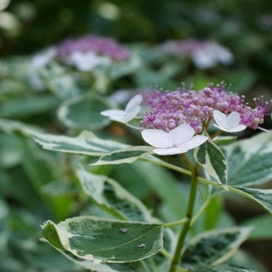 Hydrangea macrophylla Mariesii Variegated variety featuring white and pink blossoms