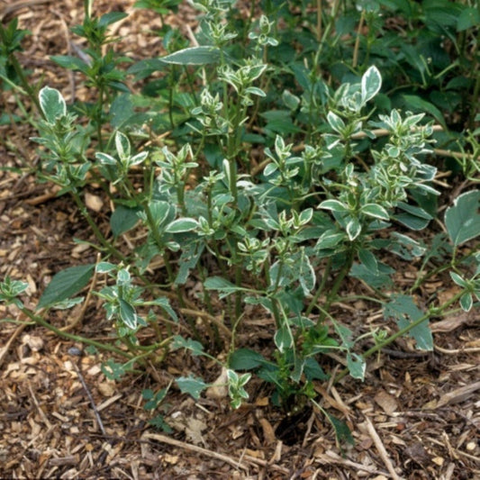 Mariesii Variegated Hydrangea shrub with soft pink blooms and green-white foliage