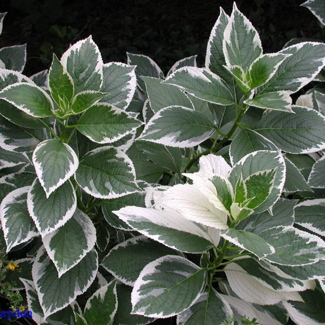Close-up of Mariesii Variegated Hydrangea showing delicate pink lacecap flowers and variegated leaves