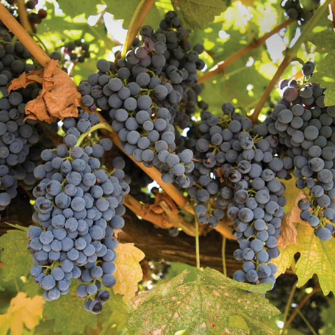 Vigorous Mars Black Grape Vine displaying leafy growth and developing grape bunches