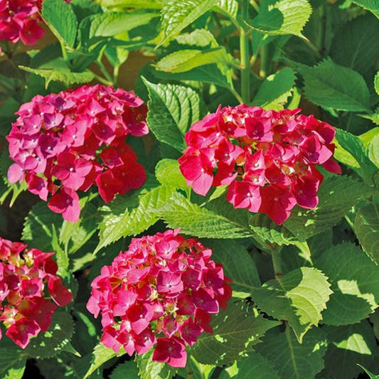 Lush pink flowers on Hydrangea Macrophylla Masja
