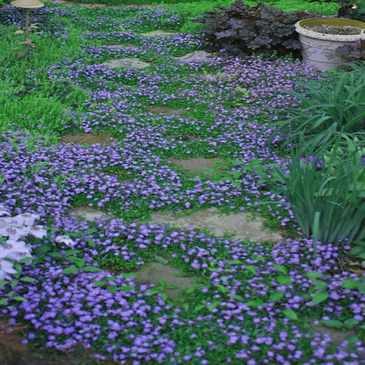 Mazus reptans Blue flowering carpet view
