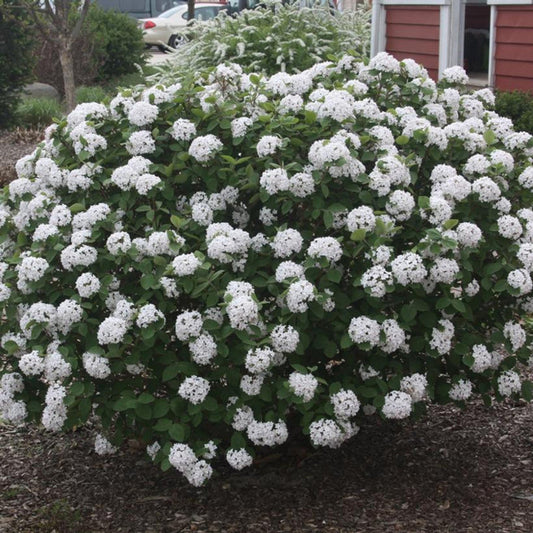 Mature Nantucket Viburnum Shrub with White Flowers and Dense Foliage