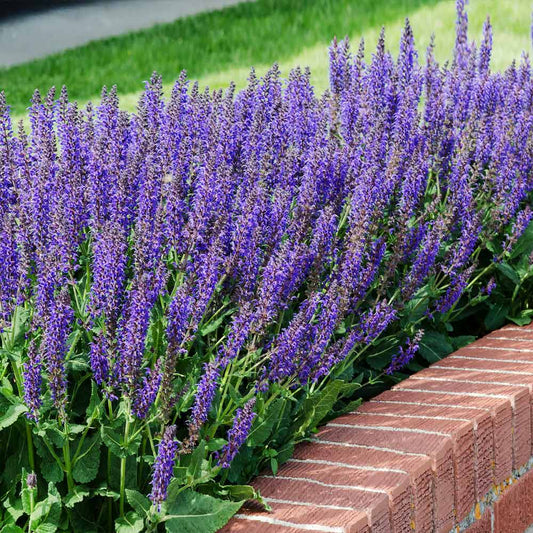 (1 Gallon), 'May Night' Garden Sage' Perennial Sage