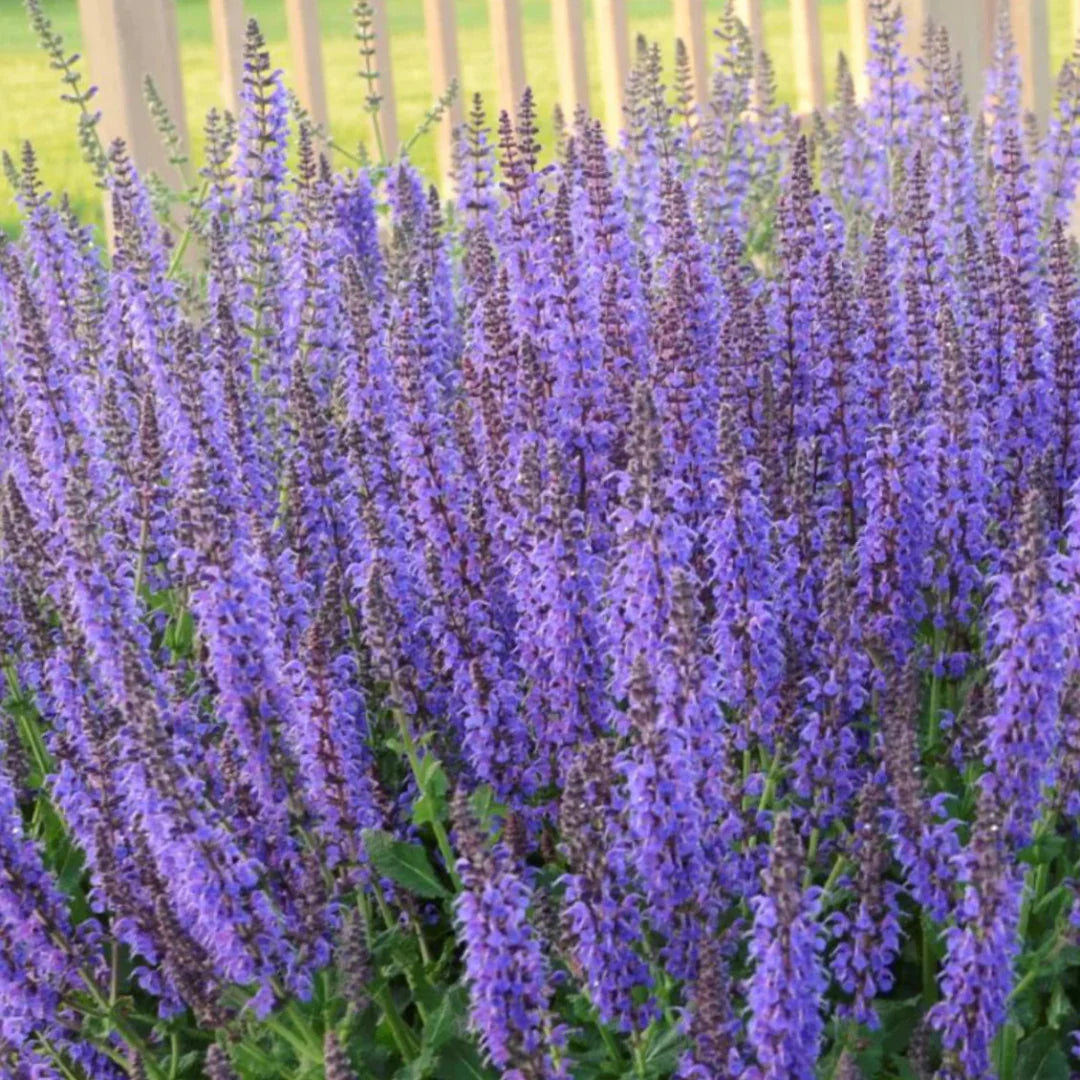 homeandgardensforless.com