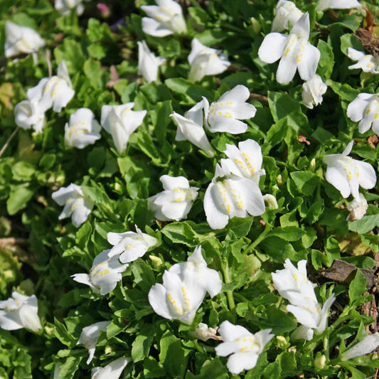 Creeping White Mazus reptans flowering view