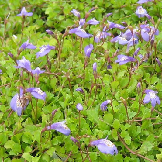 Blue Mazus reptans with small blooms