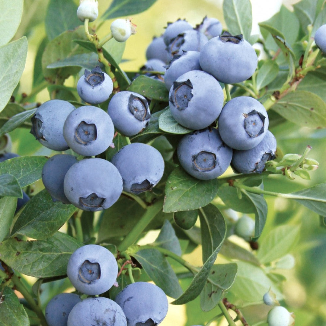 Healthy Meadowlark Blueberry shrub showing early-season fruit growth